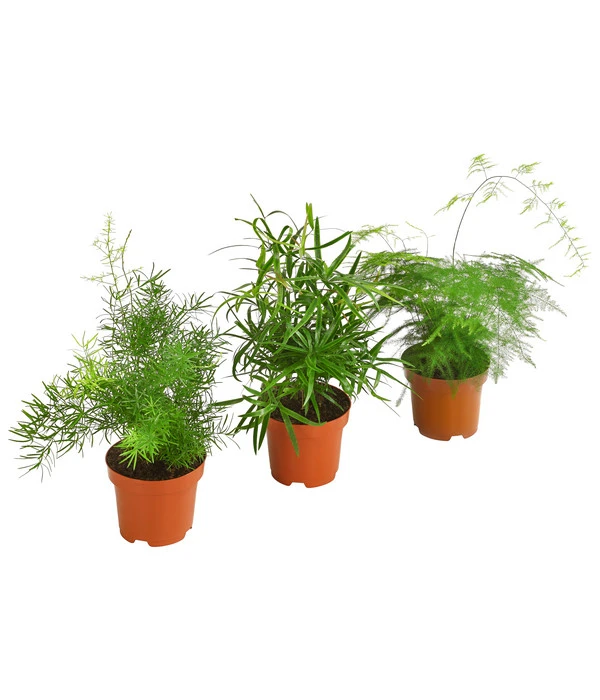 Zierspargel-Set - Asparagus, Verschiedene Sorten, 3-teilig 3 Zierspargel-Set - Asparagus, Verschiedene Sorten, 3-teilig