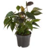 Flamingoblume - Anthurium Andreanum 'Black Karma' -Elho Aussenbereich Geschaft 7988355 PR FS 001 AnthuriumandrBlackKarmaT12DehnerExpressHerzig