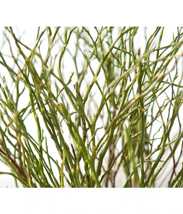 Heidelbeere-Bund, Ca. 40-50 Cm 8 Heidelbeere-Bund, Ca. 40-50 Cm – Bild 6