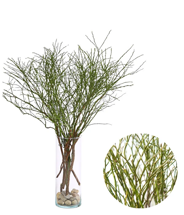 Heidelbeere-Bund, Ca. 40-50 Cm 3 Heidelbeere-Bund, Ca. 40-50 Cm