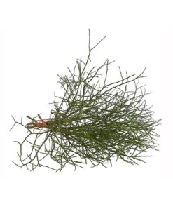 Heidelbeere-Bund, Ca. 40-50 Cm 10 Heidelbeere-Bund, Ca. 40-50 Cm -Elho Aussenbereich Geschaft 8148991 WE FS 002 HeidelbeereBundDehnerExpressHerzig