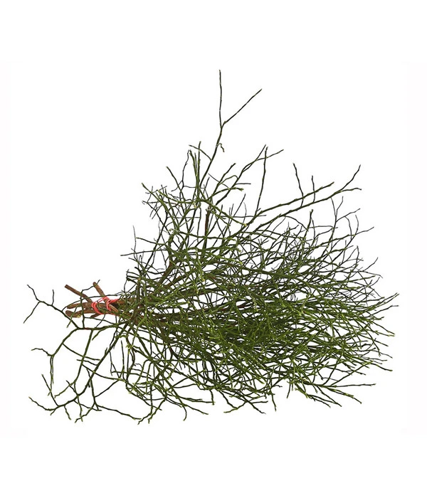 Heidelbeere-Bund, Ca. 40-50 Cm 5 Heidelbeere-Bund, Ca. 40-50 Cm – Bild 3