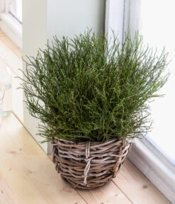 Heidelbeere-Bund, Ca. 40-50 Cm 11 Heidelbeere-Bund, Ca. 40-50 Cm -Elho Aussenbereich Geschaft 8148991 WE MO 001 HeidelbeereHandbund