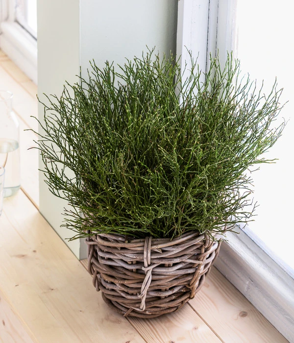 Heidelbeere-Bund, Ca. 40-50 Cm 6 Heidelbeere-Bund, Ca. 40-50 Cm – Bild 4