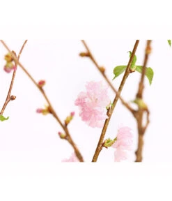 Japanische Kirschzweige, Ca. 80-100 Cm 9 Japanische Kirschzweige, Ca. 80-100 Cm -Elho Aussenbereich Geschaft 8149015 WE DE 001 JapanischeKirscheBundDehnerExpressHerzig