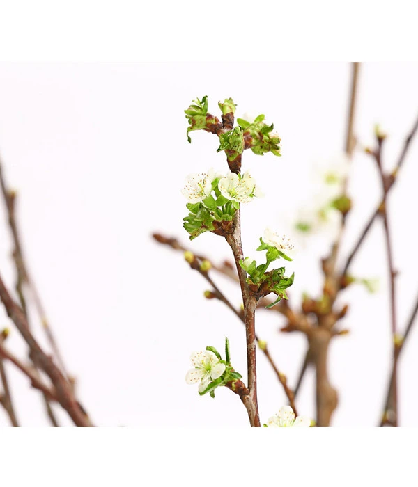 Kirschzweige-Bund, Ca. 80-100 Cm 8 Kirschzweige-Bund, Ca. 80-100 Cm – Bild 6