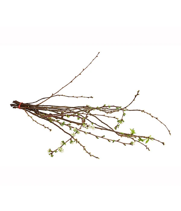 Kirschzweige-Bund, Ca. 80-100 Cm 4 Kirschzweige-Bund, Ca. 80-100 Cm – Bild 2