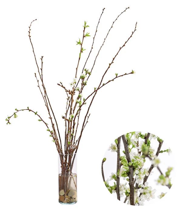 Kirschzweige-Bund, Ca. 80-100 Cm