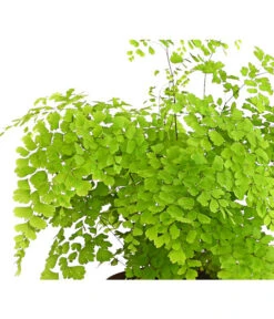 Frauenhaarfarn - Adiantum Raddianum -Elho Aussenbereich Geschaft 8200537 WE DE FrauenhaarfarnHerzig