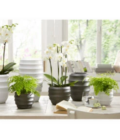 Frauenhaarfarn - Adiantum Raddianum -Elho Aussenbereich Geschaft 8200537 WE MO 001 OrchideenExklusivKeramikPureSauer