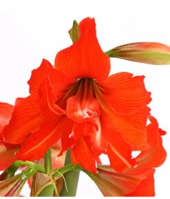 Amaryllis - Hippeastrum-Hybride 'Multiflower' -Elho Aussenbereich Geschaft 8201535 PR DE 001 AmaryllisHippeastrumMultiflora4ZwiebelT17DehnerExpressHerzig