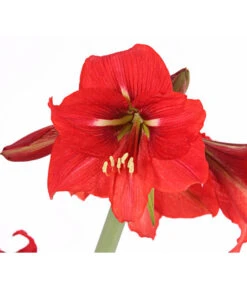 Amaryllis - Hippeastrum-Hybride 'Multiflower' -Elho Aussenbereich Geschaft 8201535 PR DE 001 AmaryllisHippeastrumMultiflora4ZwiebelnT13DehnerExpressHerzig