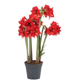 Amaryllis - Hippeastrum-Hybride 'Multiflower' -Elho Aussenbereich Geschaft 8201535 PR FS 001 AmaryllisHippeastrumMultiflora4ZwiebelnT13DehnerExpressHerzig