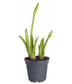 Amaryllis - Hippeastrum-Hybride 'Multiflower' -Elho Aussenbereich Geschaft 8201535 PR FS 001 HippeastrumAmaryllisT17Multiflora4ZwiebelnOhneBlueteDehnerExpressZS