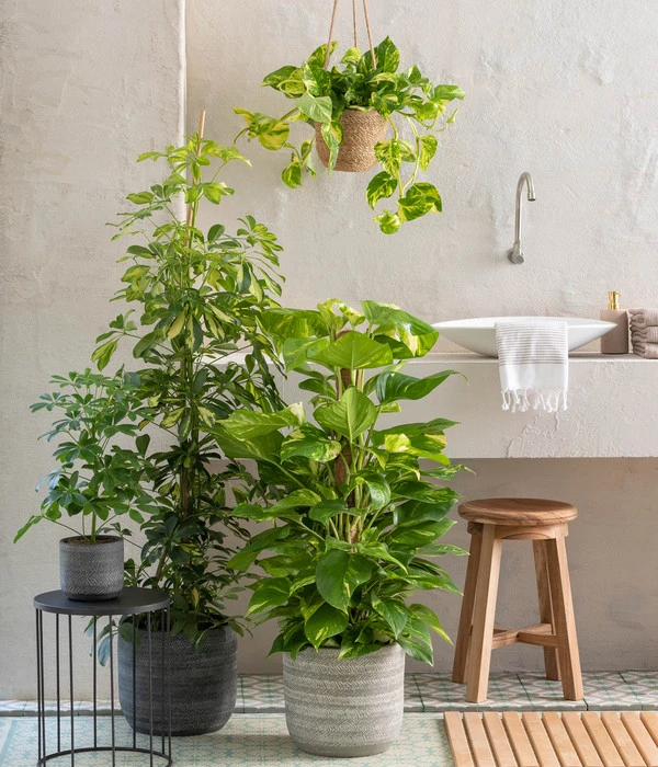 Dehner Seegras-Ampel Igmar 5 Dehner Seegras-Ampel Igmar – Bild 3