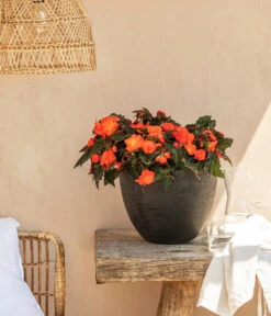 Hängebegonie, Verschiedene Sorten 17 Hängebegonie, Verschiedene Sorten -Elho Aussenbereich Geschaft 8208381 20220518 WE MO 001 BegonieOrange