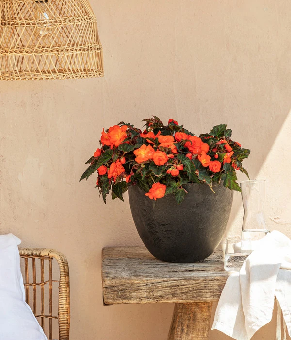 Hängebegonie, Verschiedene Sorten 8 Hängebegonie, Verschiedene Sorten – Bild 6