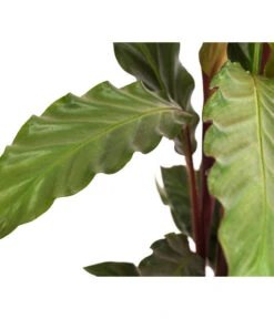 Korbmarante - Calathea Rufibarba -Elho Aussenbereich Geschaft 8210775 WE DE 002 CalatheaRufibarbaT12Marante