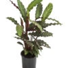Korbmarante - Calathea Rufibarba -Elho Aussenbereich Geschaft 8210775 WE FS 001 CalatheaRufibarbaT12