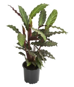 Korbmarante - Calathea Rufibarba