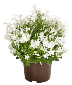 Glockenblume - Campanula Portenschlagiana 'Get Mee®'