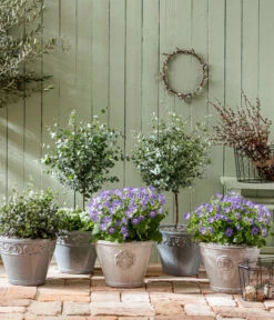 Eukalyptus, Stämmchen -Elho Aussenbereich Geschaft 8214017 PR MO 001 PericallisSenetti GC02 2022 01