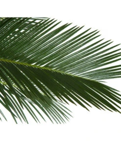 Sagopalmfarn - Cycas Revoluta -Elho Aussenbereich Geschaft 8216236 BildD 001 PalmfarnCycasRevoluta45