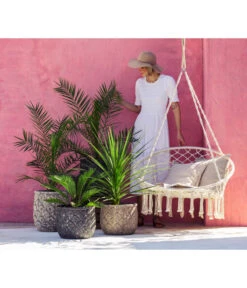 XXL Kanarische Dattelpalme, Ca. 140-160 Cm -Elho Aussenbereich Geschaft 8216277 WE MO 001 DracaenaIndivisiaT20