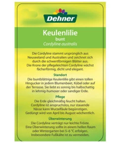 Keulenlilie - Cordyline Australis Variegata -Elho Aussenbereich Geschaft 8216368 CorylineBuntEtikett2