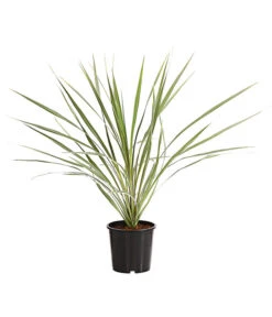 Keulenlilie - Cordyline Australis Variegata