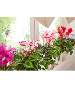 Alpenveilchen, Gefranst -Elho Aussenbereich Geschaft 8217473 8217911 WE MO 002 AlpenveilchenCyclamenGefranstT12UveSauer