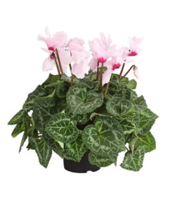 Alpenveilchen, Gefranst -Elho Aussenbereich Geschaft 8217473 PR FS 002 AlpenveilchenCyclameGefranstT12DehnerExpressHerzig