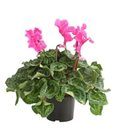 Alpenveilchen, Gefranst -Elho Aussenbereich Geschaft 8217473 PR FS 003 AlpenveilchenCyclameGefranstT12DehnerExpressHerzig