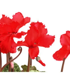 Alpenveilchen, Gefranst -Elho Aussenbereich Geschaft 8217473 WE DE 001 AlpenveilchenCyclameGefranstT12DehnerExpressHerzig