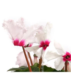 Alpenveilchen, Gefranst -Elho Aussenbereich Geschaft 8217473 WE DE 001 AlpenveilchenCyclamenGefranstWeissT12DehnerExpressHerzig