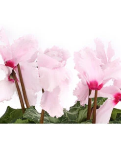 Alpenveilchen, Gefranst -Elho Aussenbereich Geschaft 8217473 WE DE 002 AlpenveilchenCyclameGefranstT12DehnerExpressHerzig