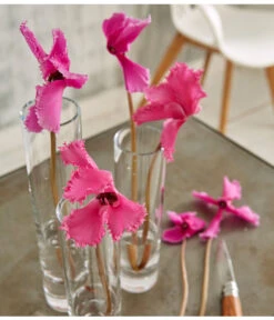 Alpenveilchen, Gefranst -Elho Aussenbereich Geschaft 8217473 WE MO 002 SchmetterlingsorchideePhalaenopsisMini2TrieberGlasvaseBigStudioHamburg