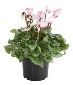 Elho Aussenbereich Geschaft -Elho Aussenbereich Geschaft 8217911 WE FS 002 AlpenveilchenCyclameVictoriaT10DehnerExpressHerzig