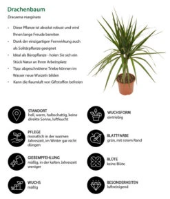 Zimmerpflanzen-Set Drachenhöhle, 4-teilig -Elho Aussenbereich Geschaft 8221137 WE IG 001 Drachenbaum