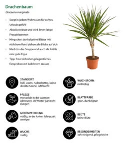 Zimmerpflanzen-Set Drachenhöhle, 4-teilig -Elho Aussenbereich Geschaft 8221335 WE IG 001 DrachenbaumDracaenaMarginataStammT11DehnerExpressHerzig