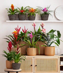 Vriesea - Bromelia Cultivars, Verschiedene Sorten -Elho Aussenbereich Geschaft 8223315 WE MO 001 Bromelien