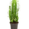 Dreirippige Wolfsmilch - Euphorbia Trigona -Elho Aussenbereich Geschaft 8225856 PR FS 001 EuphorbiaTrigonaDreikantigeWolfsmilchT12DehnerExpressHerzig