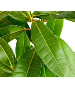 Westindische Lorbeer-Feige - Ficus Americana Subsp.guianensis 'Tresor' -Elho Aussenbereich Geschaft 8227167 PR DE 001 FicusTresorT17DehnerExpressHerzig