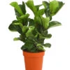 Geigenfeige - Ficus Lyrata 'Bambino', Dreitriebig 1 Geigenfeige - Ficus Lyrata 'Bambino', Dreitriebig -Elho Aussenbereich Geschaft 8227589 PR FS 001 FicuslyrataBambino3TuffDehnerExpressHerzig