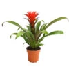 Guzmanie - Guzmania 'Hope' -Elho Aussenbereich Geschaft 8232076 WE FS 001 GuzmanieGuzmaniaHopeRotT12DehnerExpressHerzig