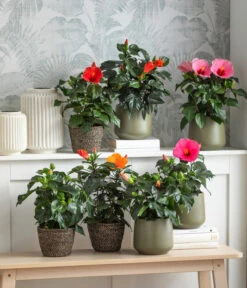 Dehner Solar-Laterne Avignon -Elho Aussenbereich Geschaft 8233389 8233371 8233496 8233405 8233413 6866826 6866834 WE MO 001 Hibiskus