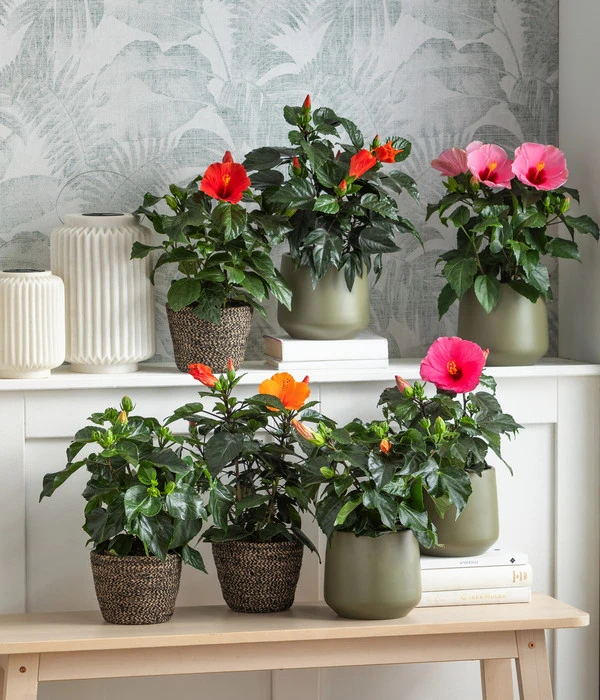 Dehner Solar-Laterne Avignon – Bild 3