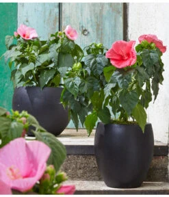 Sumpf-Roseneibisch -Elho Aussenbereich Geschaft 8233520 8587826 PR MO 006 HibiscusMoscheutosBL0218