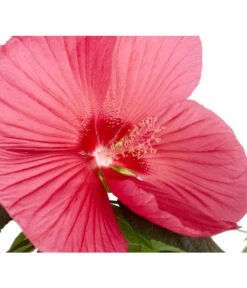 Sumpf-Roseneibisch -Elho Aussenbereich Geschaft 8233520 PR DE 001 HibiskusHibiscusMoscheutusT23SumpfeibischMagentaRotDehnerExpressZS