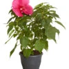 Sumpf-Roseneibisch -Elho Aussenbereich Geschaft 8233520 PR FS 001 HibiskusHibiscusMoscheutusT23SumpfeibischMagentaRotDehnerExpressZS